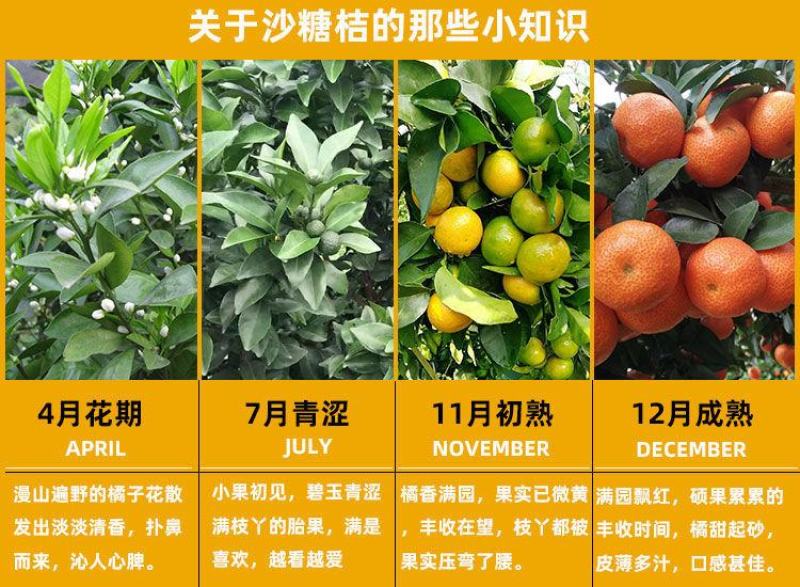 嫁接脆皮金桔，苗砂糖橘子丑苗南北方种植盆栽地栽果树苗当年