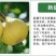 波姬红布莱瑞可青皮无花果苗包品种当年结果事宜南北方种植