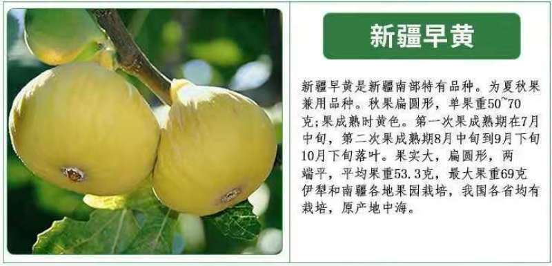 波姬红布莱瑞可青皮无花果苗包品种当年结果事宜南北方种植