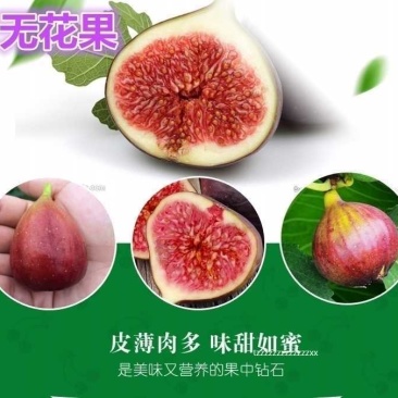 波姬红布莱瑞可青皮无花果苗包品种当年结果事宜南北方种植