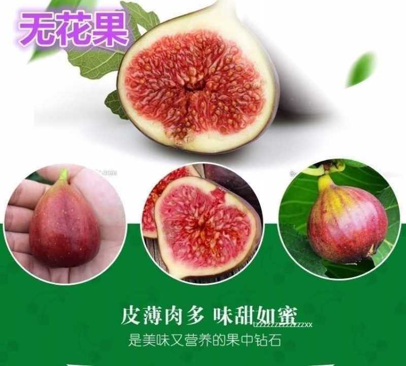 波姬红布莱瑞可青皮无花果苗包品种当年结果事宜南北方种植