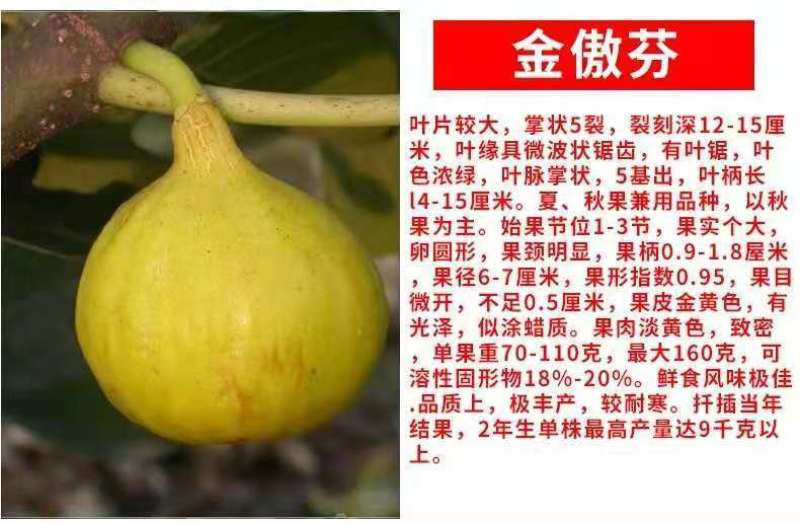 波姬红布莱瑞可青皮无花果苗包品种当年结果事宜南北方种植