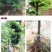 波姬红布莱瑞可青皮无花果苗包品种当年结果事宜南北方种植