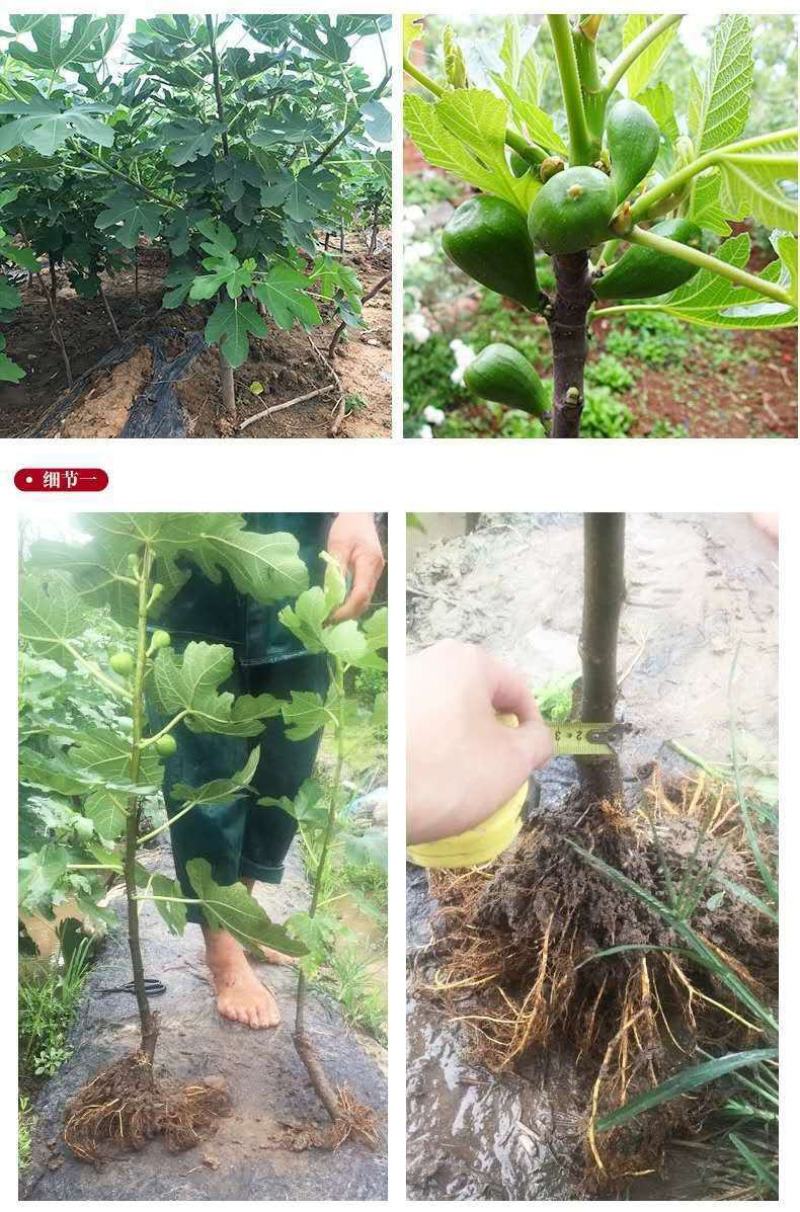 波姬红布莱瑞可青皮无花果苗包品种当年结果事宜南北方种植