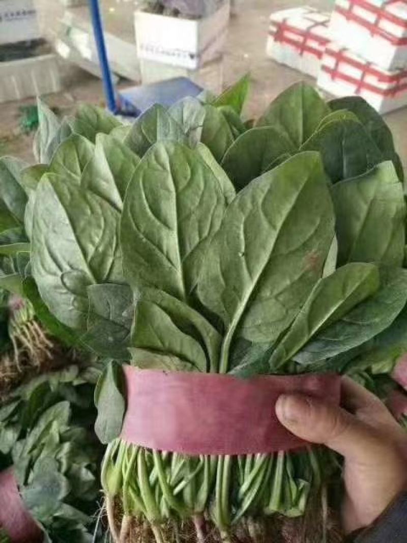 邯郸本地精品菠菜大量上市，大面积基地正在上市中。精品货