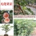 波姬红布莱瑞可青皮无花果苗包品种当年结果事宜南北方种植