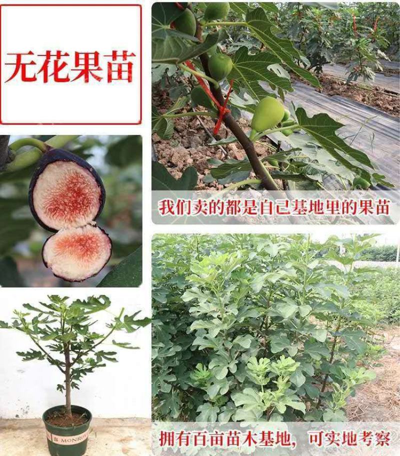 波姬红布莱瑞可青皮无花果苗包品种当年结果事宜南北方种植
