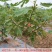 波姬红布莱瑞可青皮无花果苗包品种当年结果事宜南北方种植