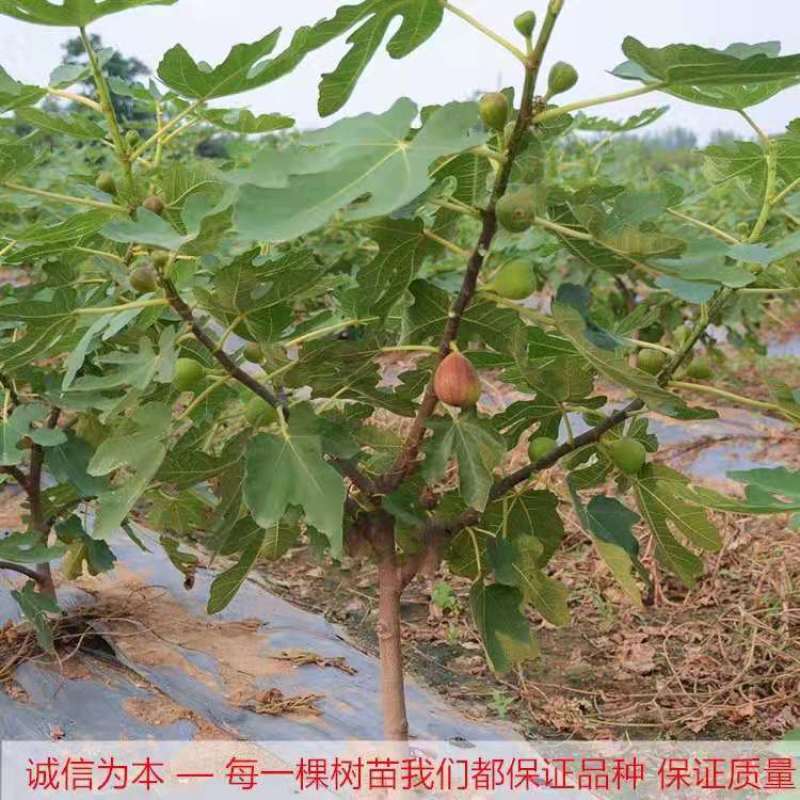 波姬红布莱瑞可青皮无花果苗包品种当年结果事宜南北方种植