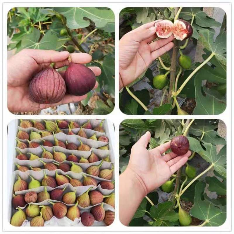 波姬红布莱瑞可青皮无花果苗包品种当年结果事宜南北方种植