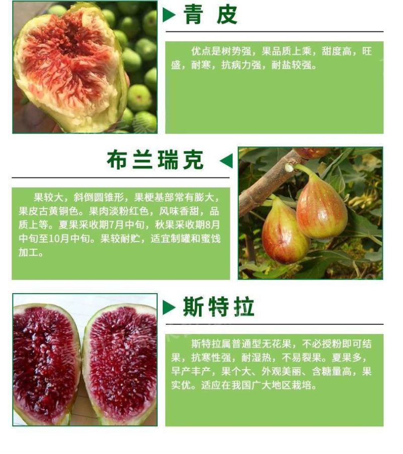 波姬红布莱瑞可青皮无花果苗包品种当年结果事宜南北方种植