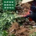 波姬红布莱瑞可青皮无花果苗包品种当年结果事宜南北方种植