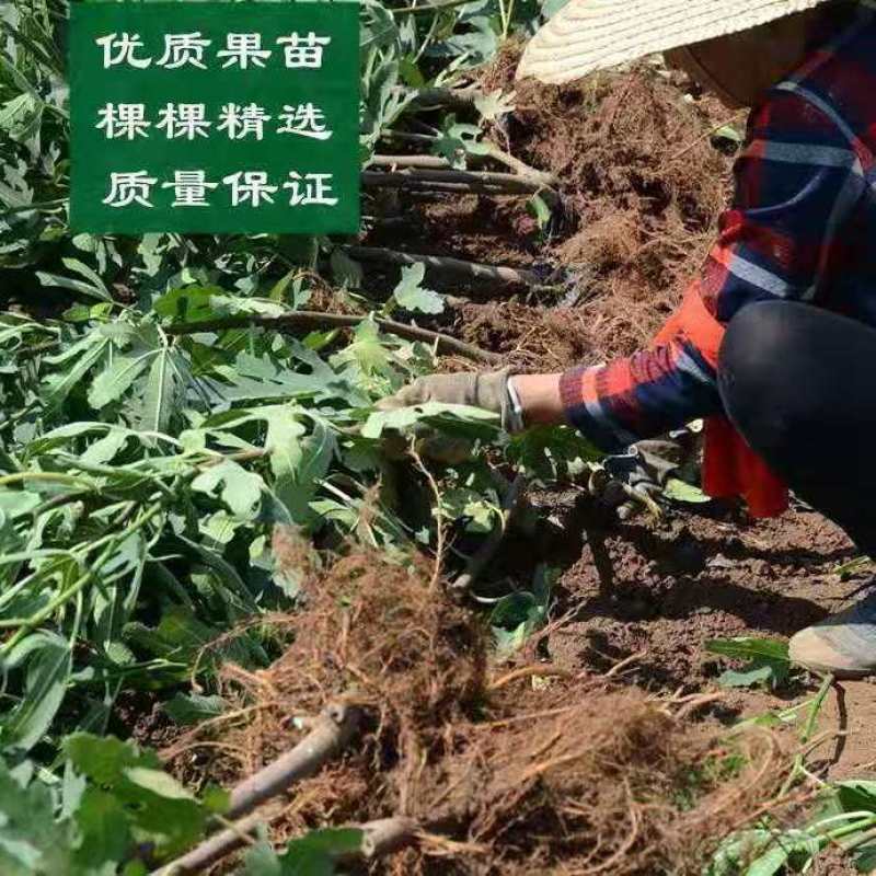 波姬红布莱瑞可青皮无花果苗包品种当年结果事宜南北方种植