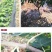 波姬红布莱瑞可青皮无花果苗包品种当年结果事宜南北方种植