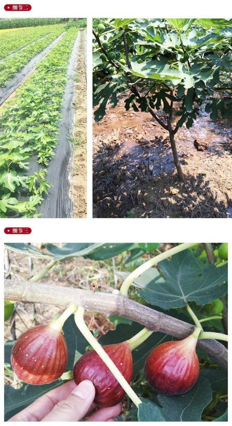 波姬红布莱瑞可青皮无花果苗包品种当年结果事宜南北方种植
