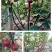 波姬红布莱瑞可青皮无花果苗包品种当年结果事宜南北方种植