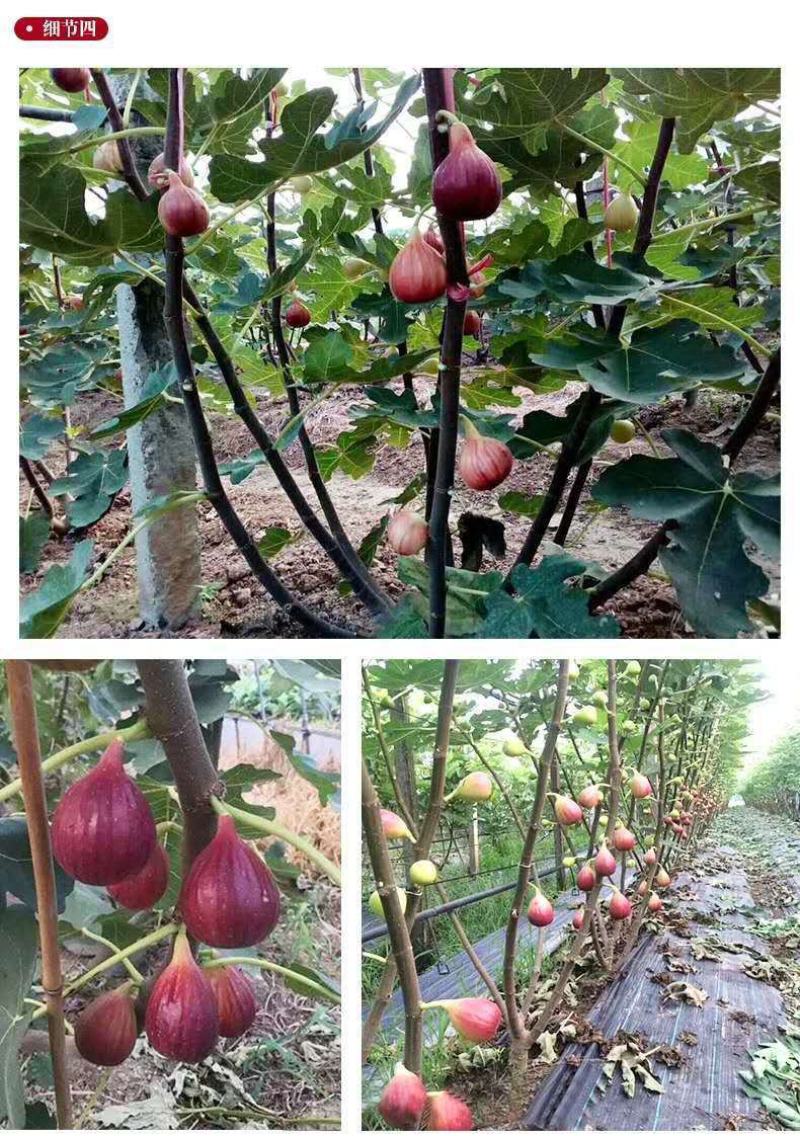 波姬红布莱瑞可青皮无花果苗包品种当年结果事宜南北方种植