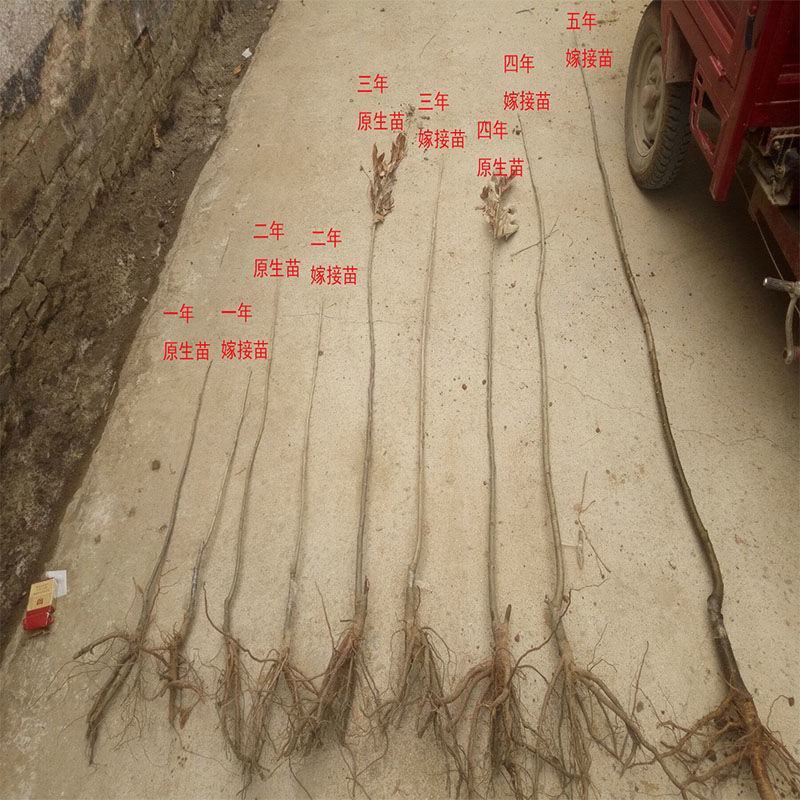 嫁接板栗树苗当年结果大红袍早晚熟地栽庭院特大南北方种植果