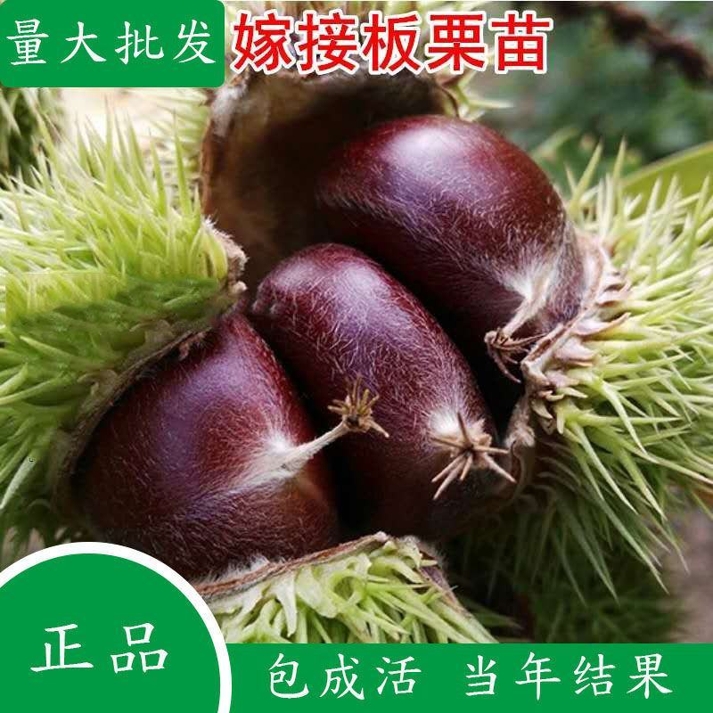 嫁接板栗树苗当年结果大红袍早晚熟地栽庭院特大南北方种植果