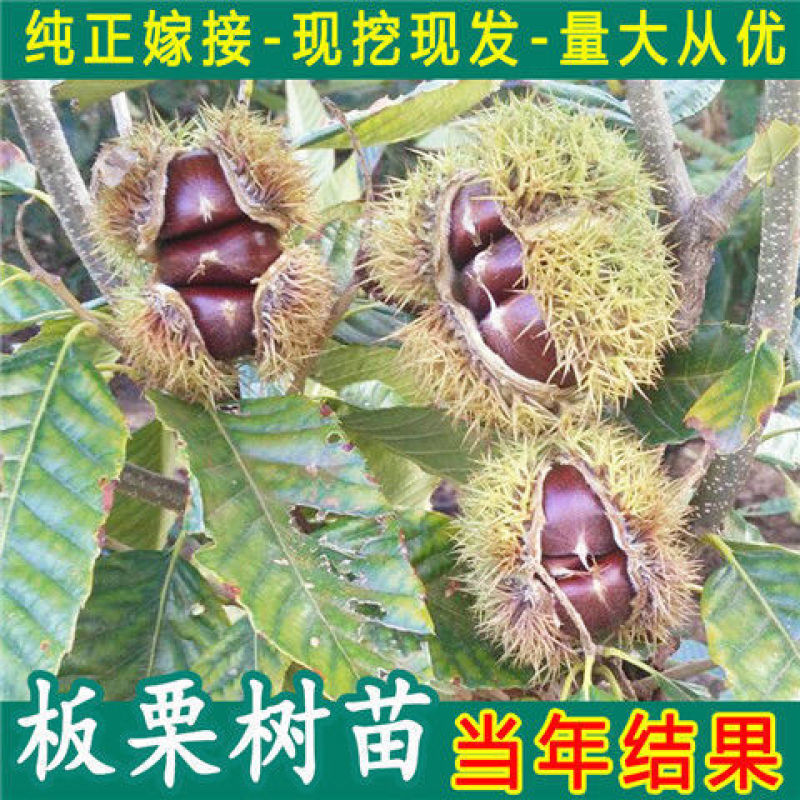 嫁接板栗树苗当年结果大红袍早晚熟地栽庭院特大南北方种植果