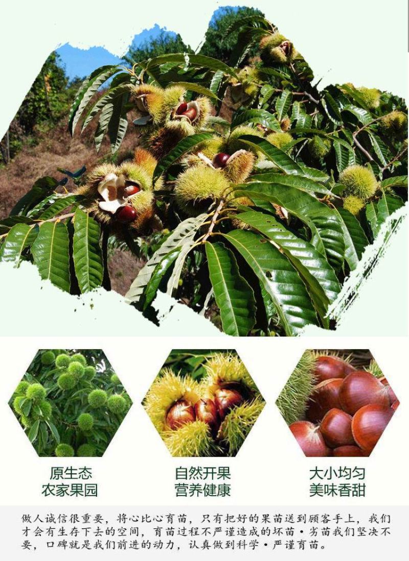嫁接板栗树苗当年结果大红袍早晚熟地栽庭院特大南北方种植果
