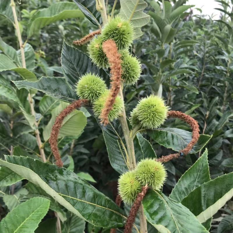 嫁接板栗树苗当年结果大红袍早晚熟地栽庭院特大南北方种植果