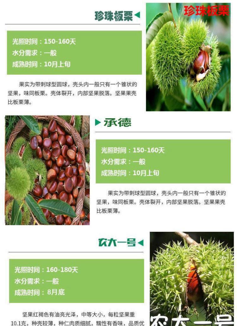 嫁接板栗树苗当年结果大红袍早晚熟地栽庭院特大南北方种植果