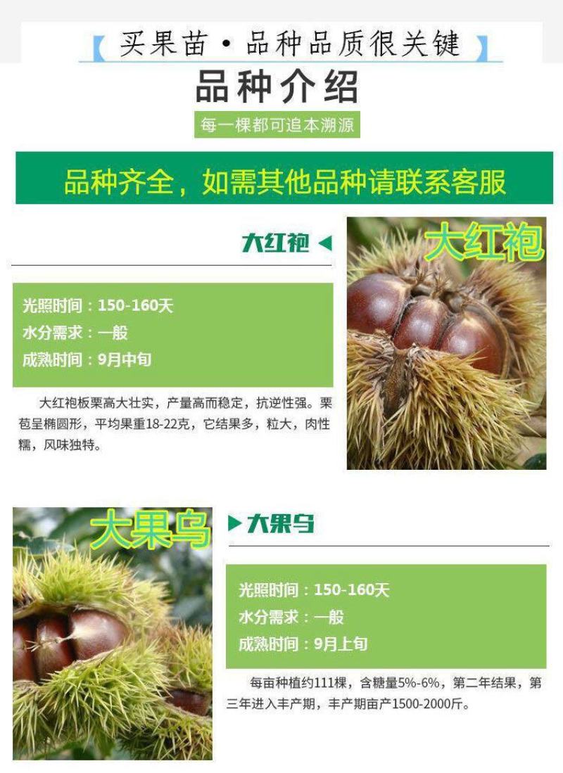 嫁接板栗树苗当年结果大红袍早晚熟地栽庭院特大南北方种植果