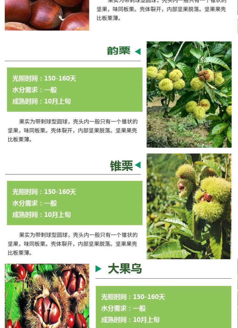 嫁接板栗树苗当年结果大红袍早晚熟地栽庭院特大南北方种植果