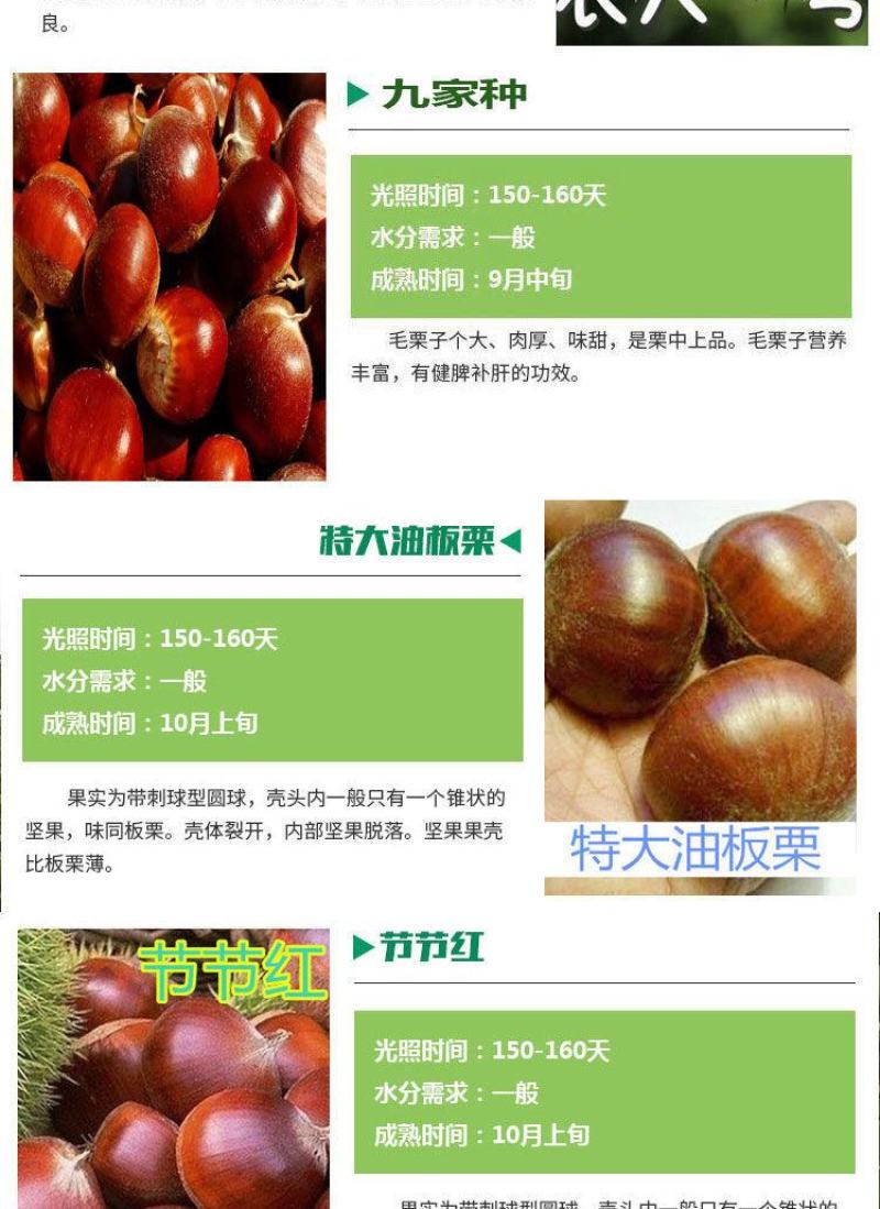 嫁接板栗树苗当年结果大红袍早晚熟地栽庭院特大南北方种植果