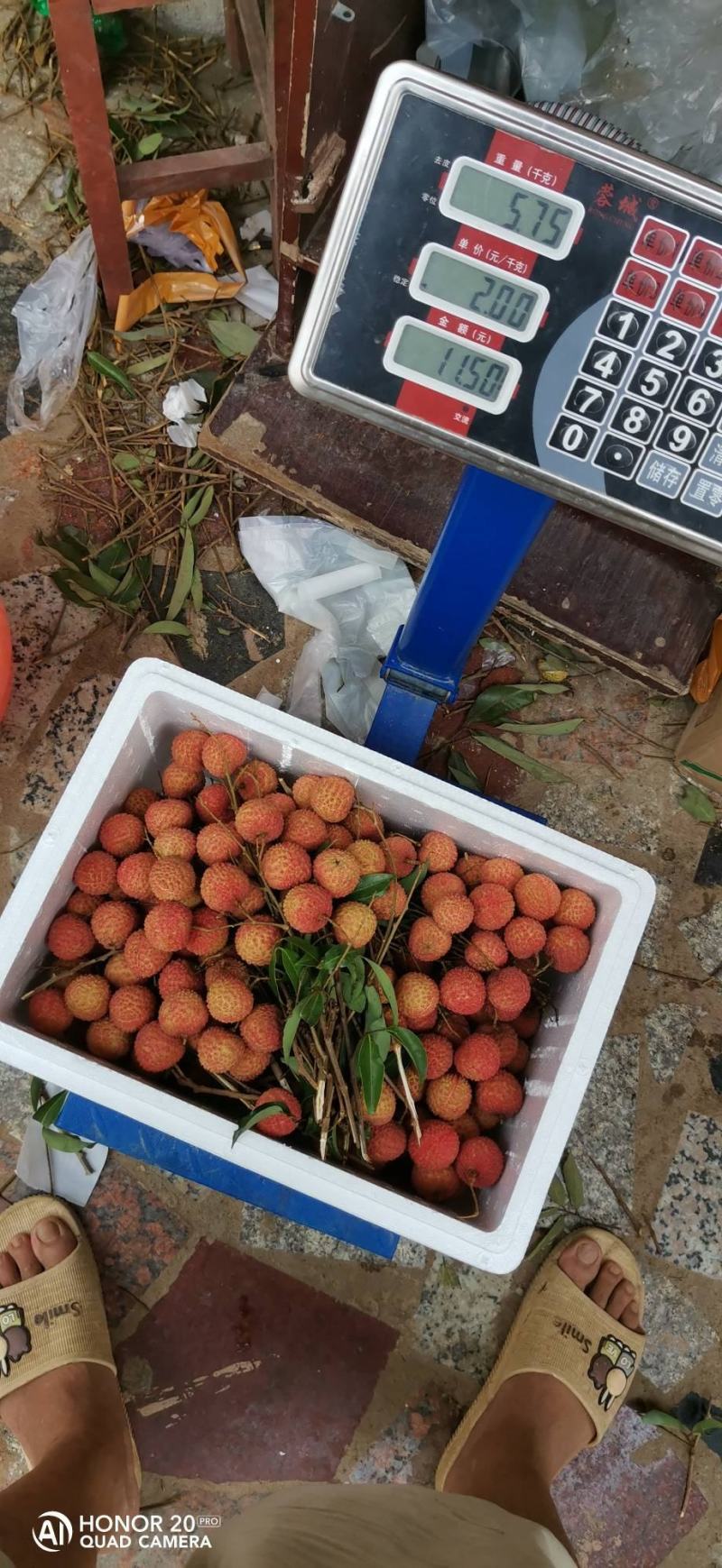 荔枝桂味枝压苗有量欢迎订购