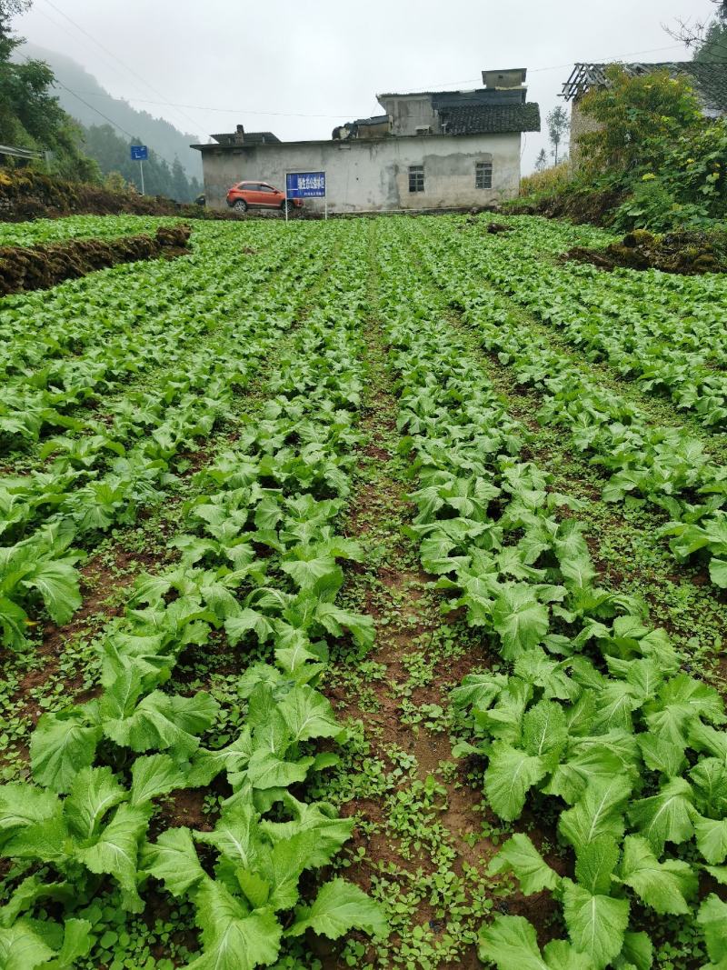 小心多儿早熟儿菜上市了，高山蔬菜！