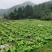 小心多儿早熟儿菜上市了，高山蔬菜！