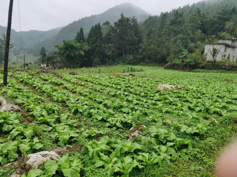 小心多儿早熟儿菜上市了，高山蔬菜！