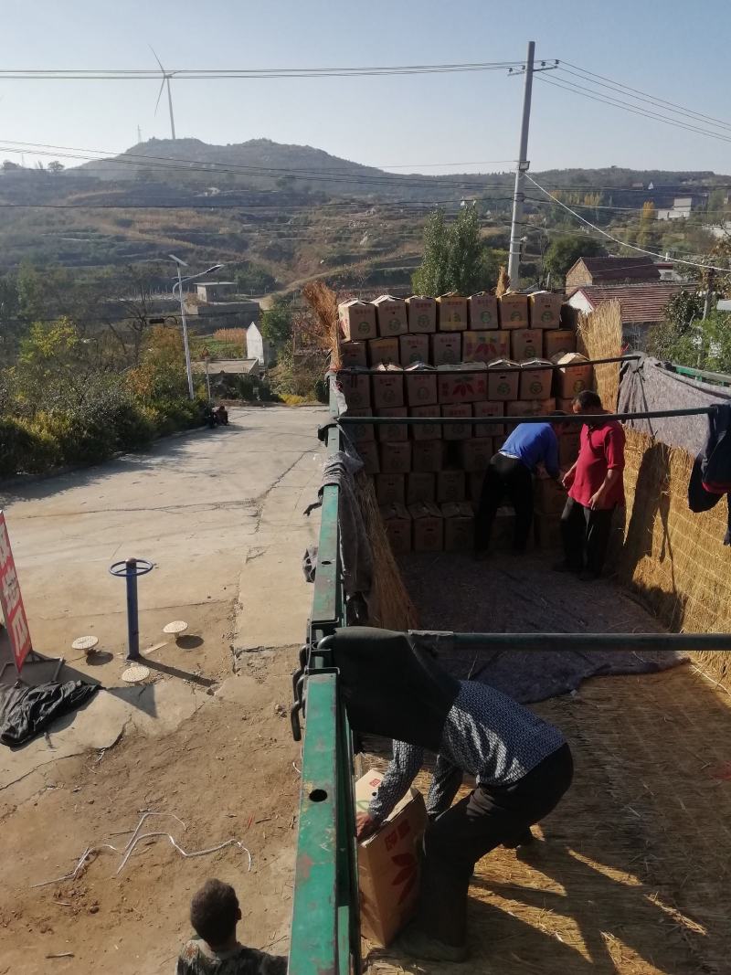 山东省泗水县各品种红薯大量出售