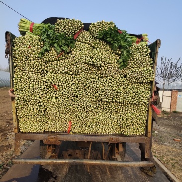 芹菜大量上市欢迎各地客商采购视频看货直供各大商超