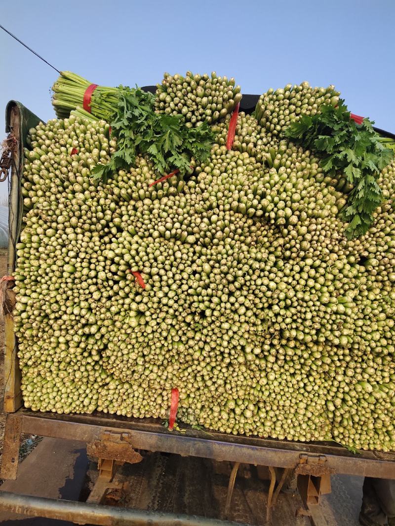 芹菜大量上市欢迎各地客商采购视频看货直供各大商超