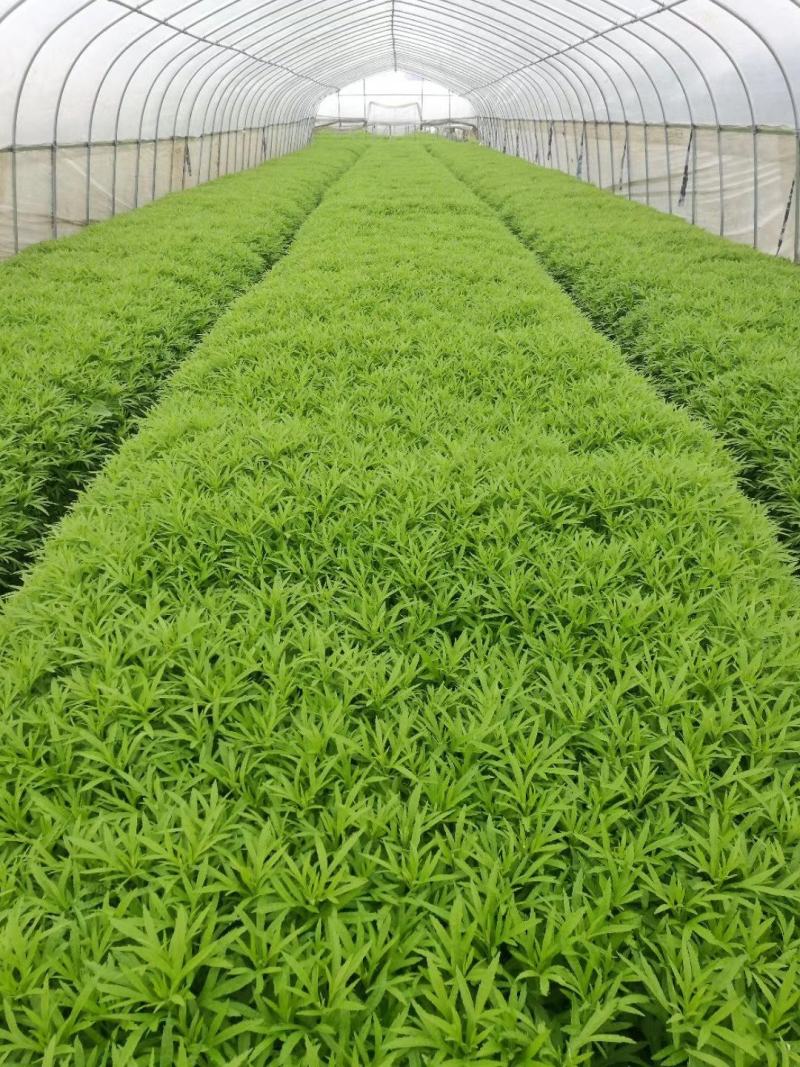 精品蔡甸黎蒿泥蒿芦蒿