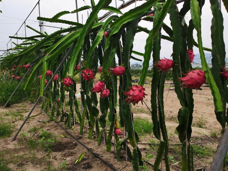 红心火龙果大（5-7两）正宗台湾大红火龙果