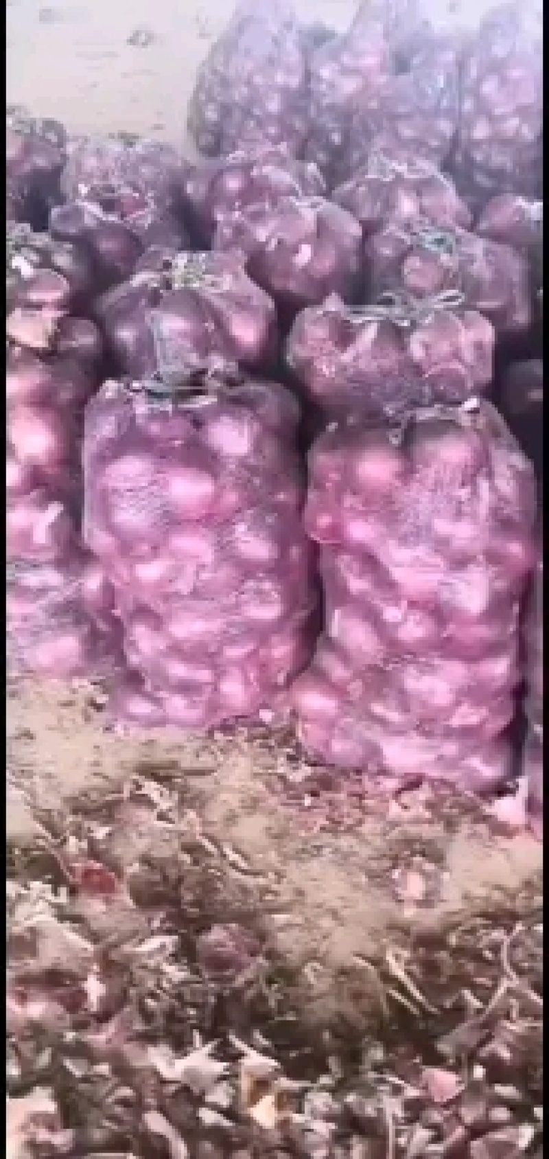 长年大量供应各种规格洋葱。。。。。。。。。。