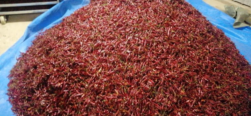 干红辣椒（基地直供，新优品种）
