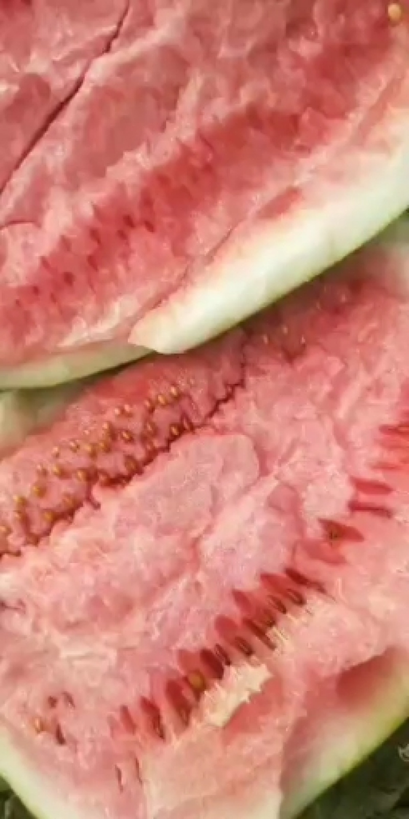 西瓜双红瓤金城五最后一批