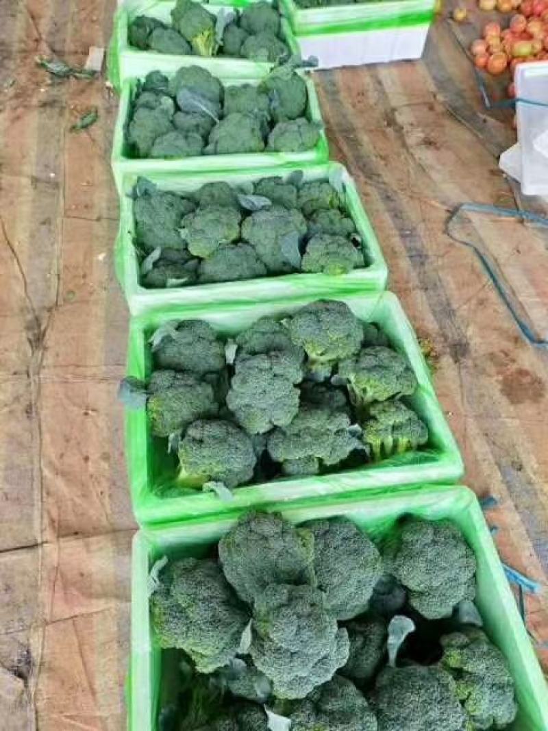 『精品』西蓝花，货源充足，大量现货，可以视频看货，