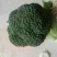 『精品』西蓝花，货源充足，大量现货，可以视频看货，