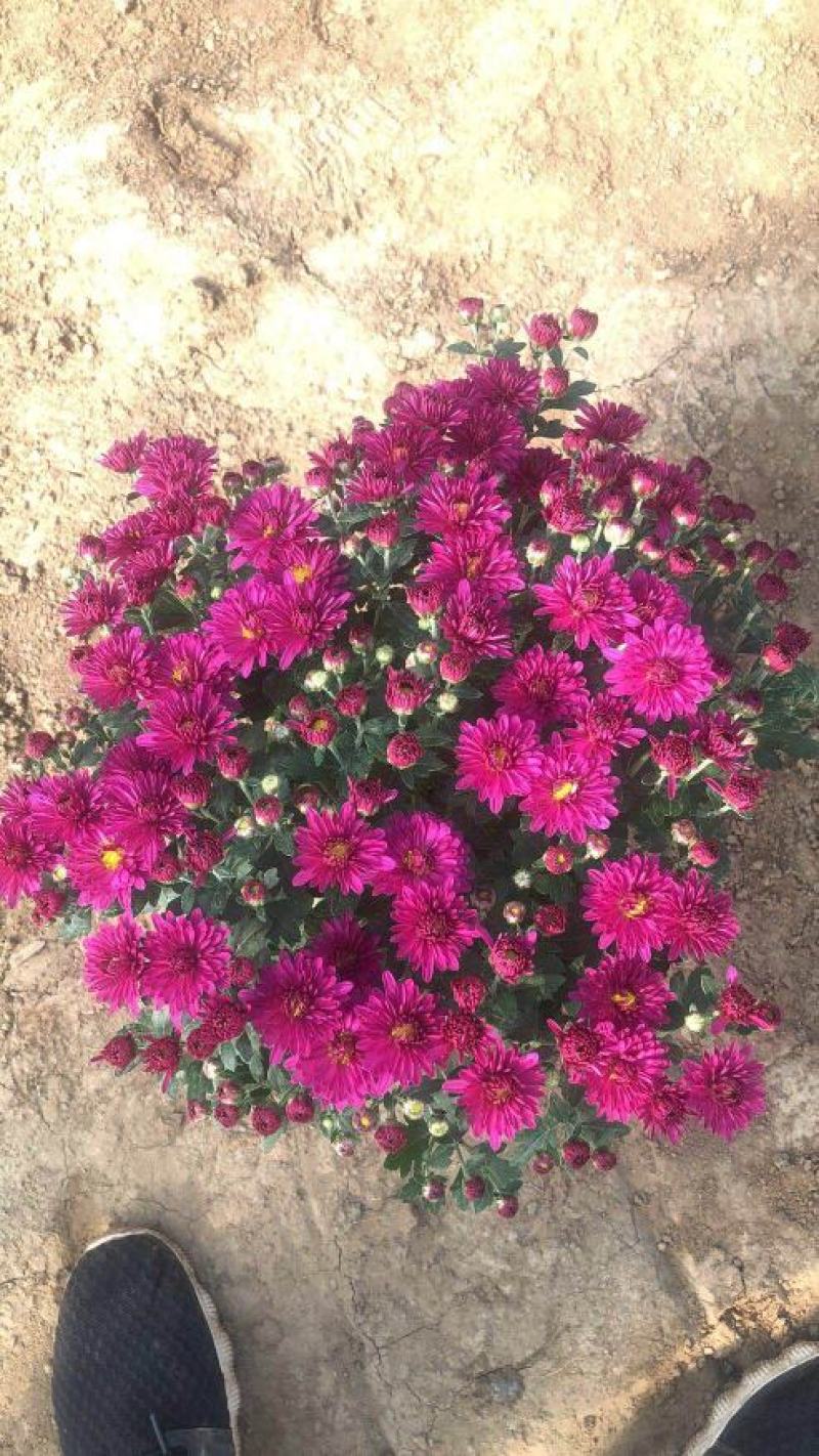 国庆菊、千头菊，基地直销、大量供应，欢迎咨询