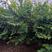 出售金银木大堆，忍冬大堆1.5米以上1.5米以上灌福