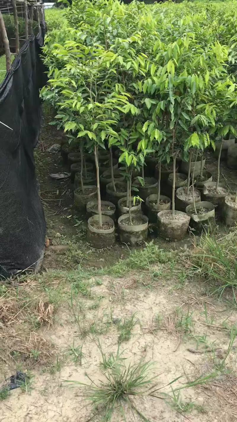 优质沉香水桶杯苗，头径二至三公分，有大量现货，价格优惠。