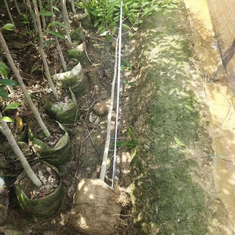 优质沉香水桶杯苗，头径二至三公分，有大量现货，价格优惠。