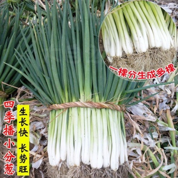 安徽分葱大量上市新鲜分葱香葱产地直供诚信实力代办全国代发