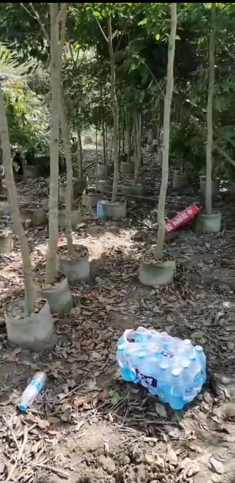 优质沉香水桶杯苗，头径二至三公分，有大量现货，价格优惠。